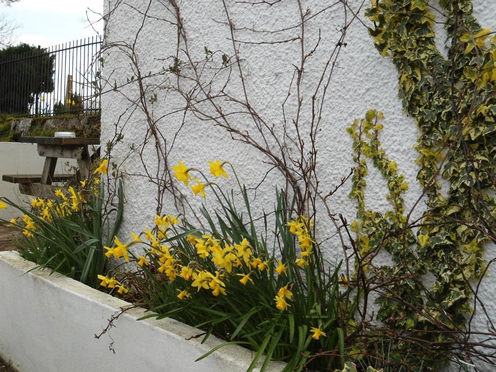 Harvest Home Guest House Tavistock (Devon) Exterior foto
